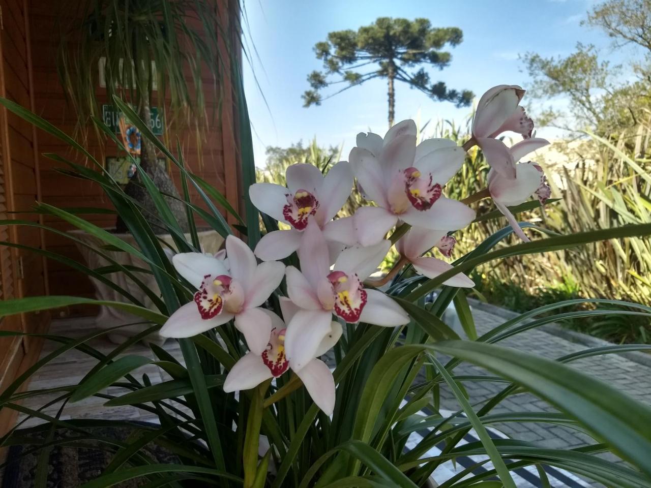 Вилла Chale Rosa Канела Экстерьер фото